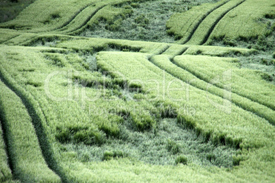Grünes Kornfeld mit Regenschäden Grünes Kornfeld mit Regenschäden