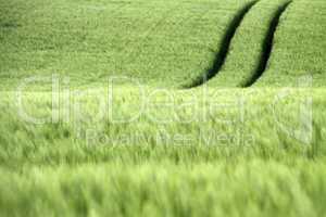 Spur in einem grünen Kornfeld