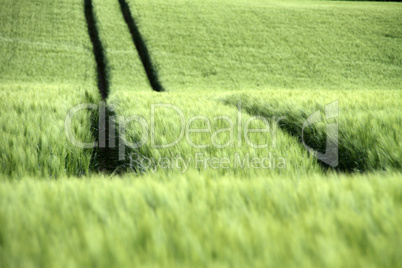 Spur in einem grünen Kornfeld