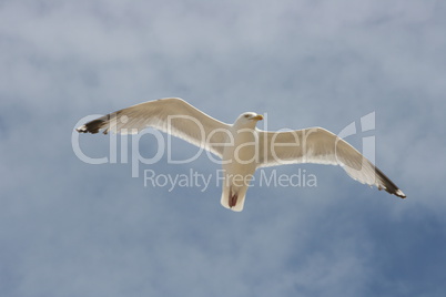 flying gull  (Larus argentatus)