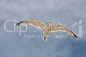 flying gull  (Larus argentatus)
