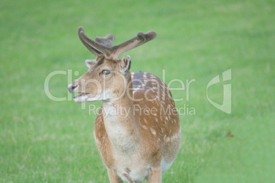 fallow deer-bull