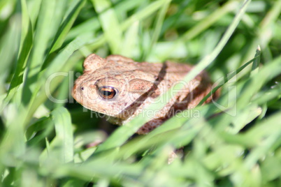 small brown toad