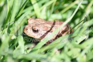 small brown toad