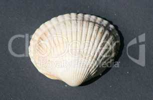yellow and white striped mussel shell