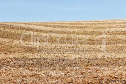 Autumn field after harvesting soybean