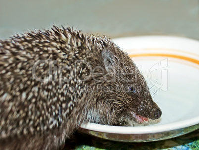 Funny hedgehog drinks a milk