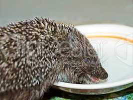 Funny hedgehog drinks a milk