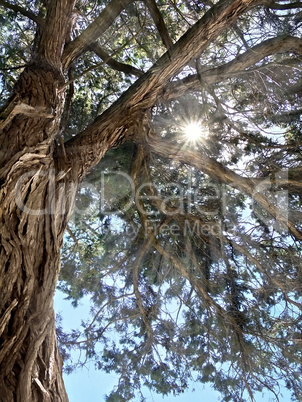 rays of the sun through the branches of the relic juniper