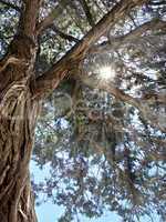 rays of the sun through the branches of the relic juniper