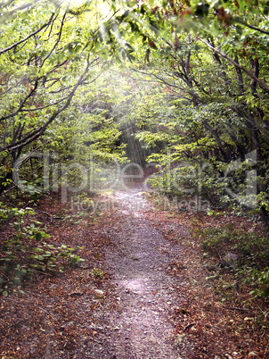 Pathway in the forest illuminated by the sun