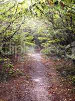 Pathway in the forest illuminated by the sun