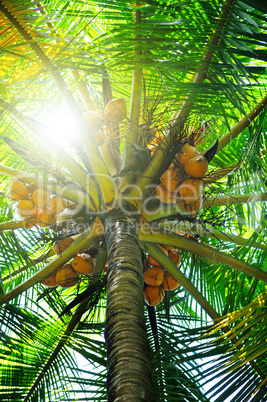 sunlight through the leaves of palm trees