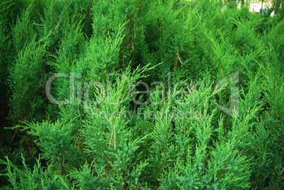 fir tree forest in morning time