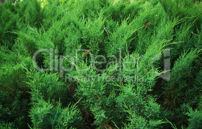 fir tree forest in morning time