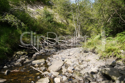 river in the forest