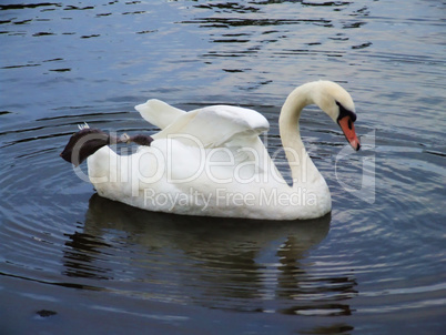 White swan on the water surface.