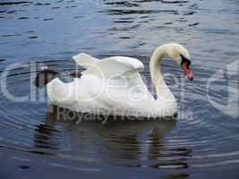 White swan on the water surface.