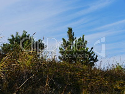 Green pine tree on blue sky