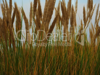 Yellow young seed grass in autumn
