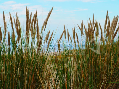 Yellow young seed grass in autumn