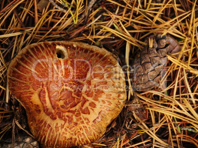 Mushrooms in autumn forest