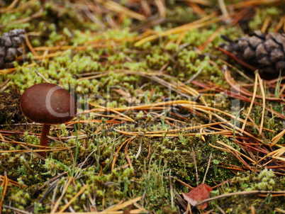 Mushrooms in autumn forest