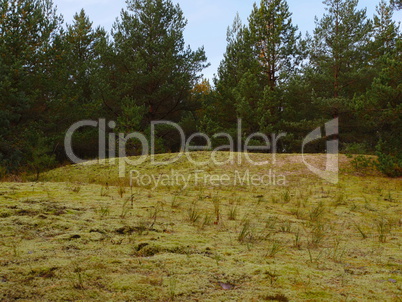 autumn forest in october