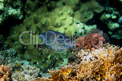 feilenfisch und bunte korallen