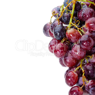 Cluster of blue grape