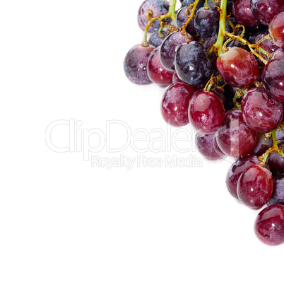 Cluster of blue grapes