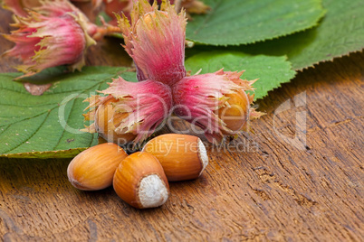 Hazelnut fruits and green leaves