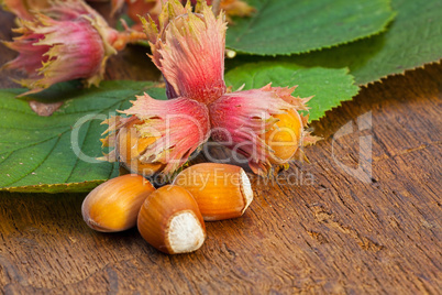 Hazelnut fruits and green leaves