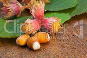 Hazelnut fruits and green leaves
