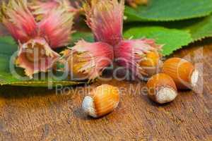 Hazelnuts and leaves