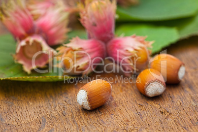 Ripe red Hazelnuts from tree