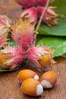Ripe Hazelnut fruits