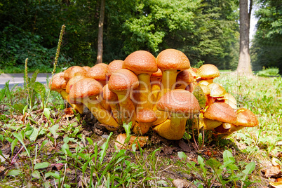 Nameko mushrooms on a tree stump