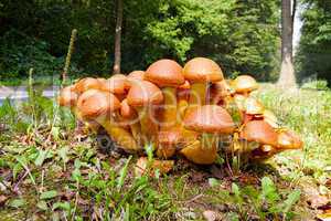 Nameko mushrooms on a tree stump