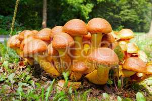 Nameko mushrooms on the roadside