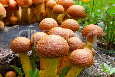Close-up view Nameko mushrooms