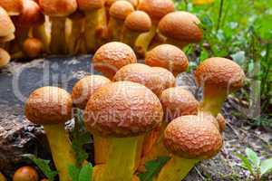Close-up view Nameko mushrooms