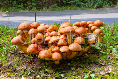 Nameko mushrooms at the roadside