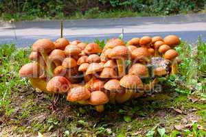 Nameko mushrooms at the roadside