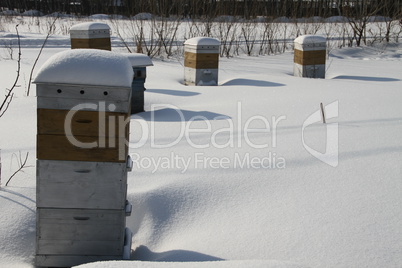 Hives of bees in winter