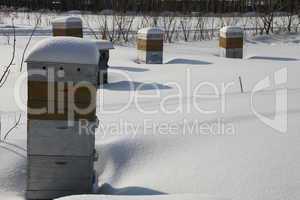 Hives of bees in winter