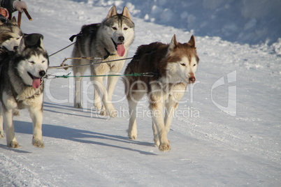 team husky dogs