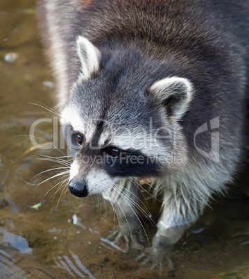 raccoon