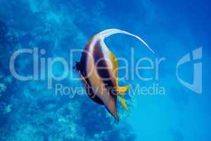 rotmeer wimpelfisch meer