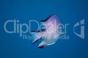 weissbauch demoiselle fisch blau